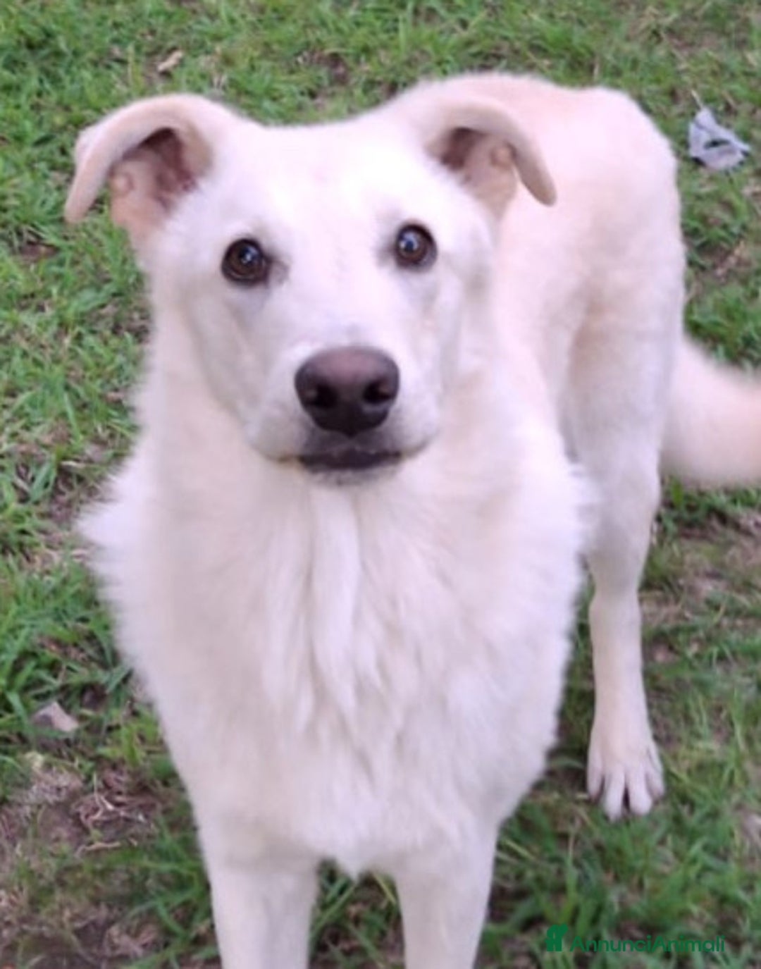 Altre razze cani in regalo: SID cucciolone di 7 mesi cerca casa ❤️ - Annuncio 6