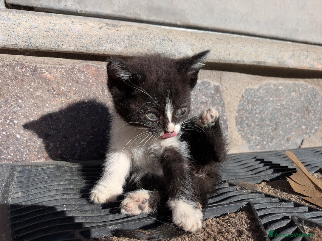 Europeo gatti in regalo: Quattro gattini disponibili per adozione - Annuncio 2