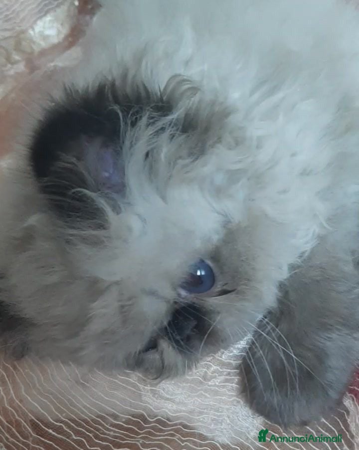 Persiano gatti Disponibile cucciolo persiano - Annuncio 9