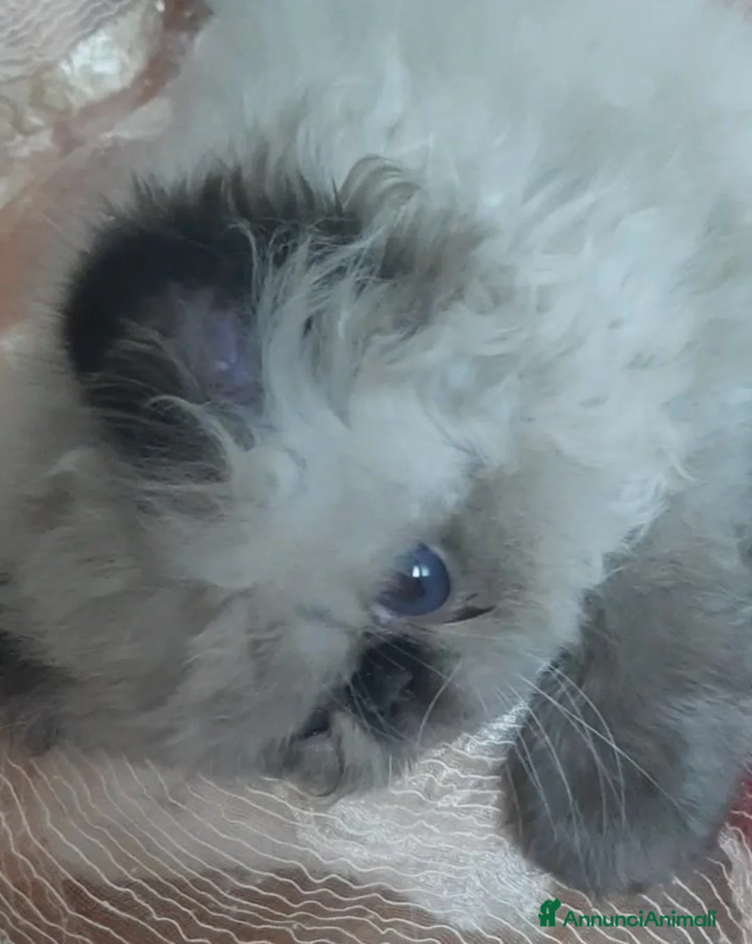 Persiano gatti in vendita: Disponibile cucciolo persiano - Annuncio 1