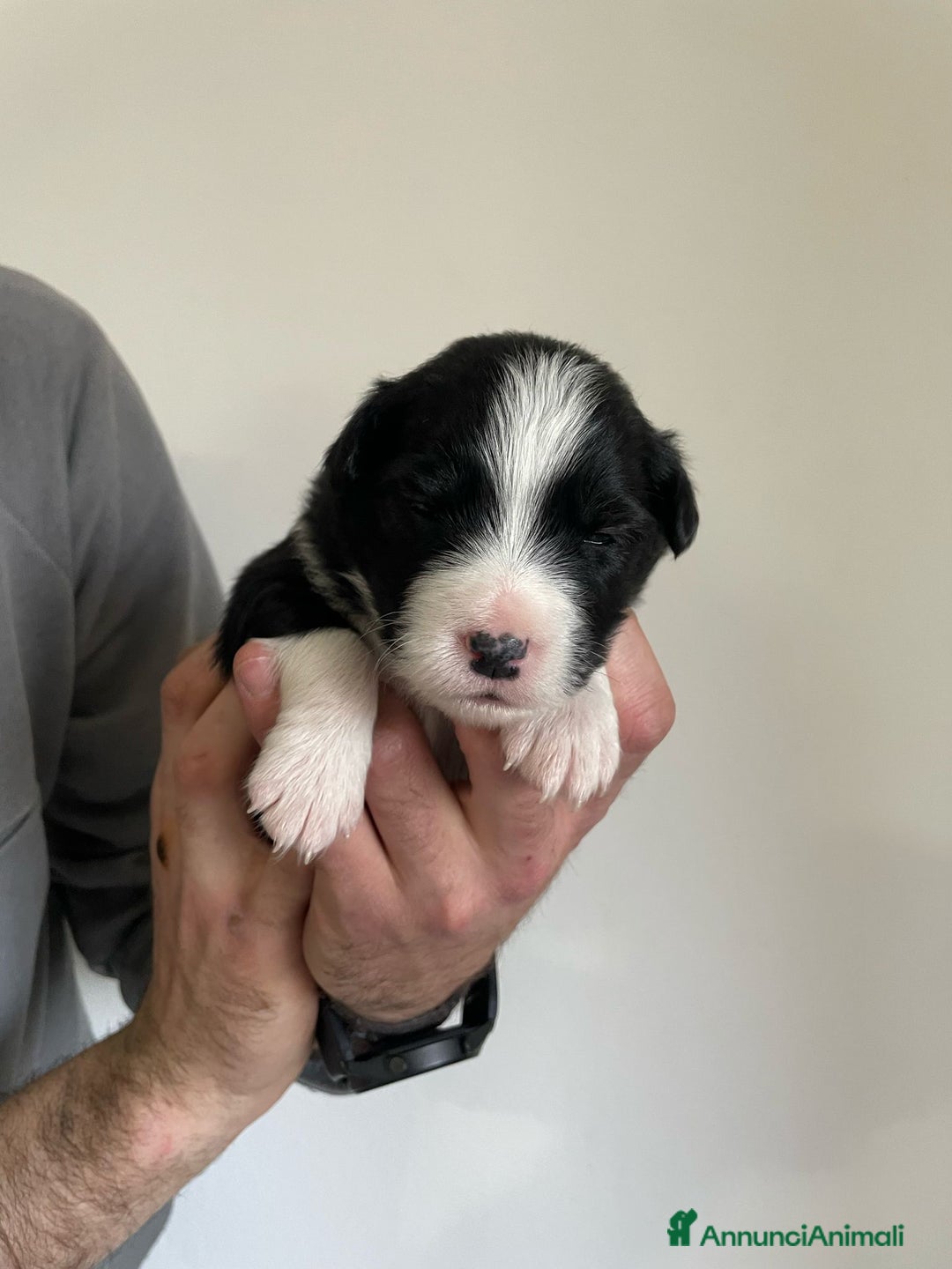 Bearded Collie cani in vendita: Cuccioli Border Collie cercano Famiglia a Provincia di Treviso - Immagine 7