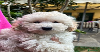 Barboncino cani a Vercelli - Annuncio 10