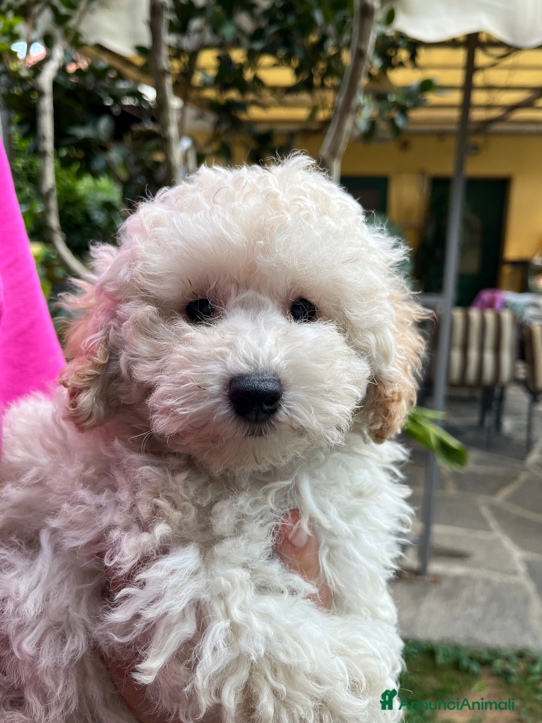 Barboncino cani in vendita: Barboncini neri e bianchi con Pedigree  a Vercelli - Annuncio 5