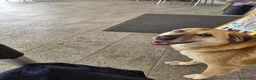 Meticcio cani in regalo: Raja, un'equilibrata meticcia di circa 5 anni - Annuncio 10