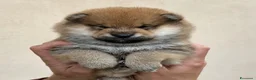 Shiba Inu cani in vendita: Cuccioli Shiba Inu con Pedigree disponibile - Annuncio 1