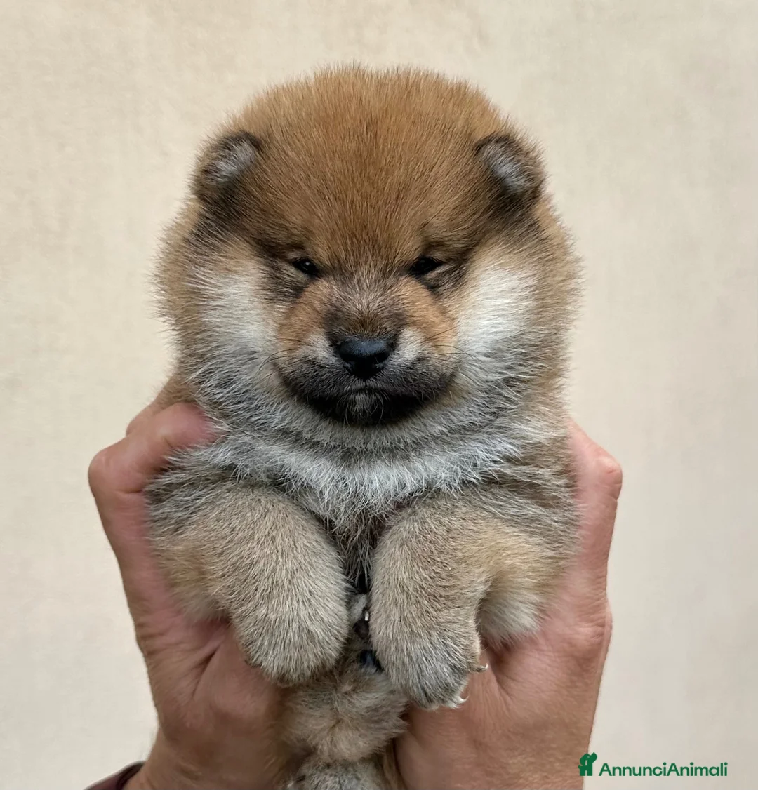 Shiba Inu cani in vendita: Cuccioli Shiba Inu con Pedigree disponibile - Annuncio 1