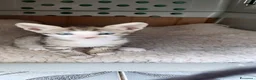 Europeo gatti in regalo: 2micini tigrati quasi 2mesi IN ARRIVO A MILANO - Annuncio 7