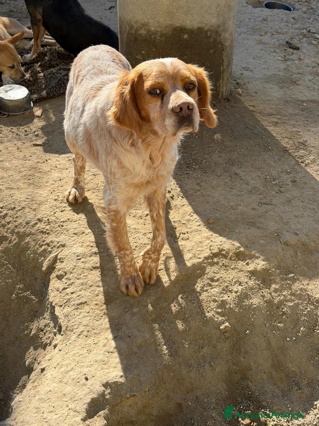 Meticcio cani in regalo:  Argo a Provincia di Crotone - Annuncio 2