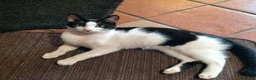 Europeo gatti in regalo: gattino maschio - Annuncio 1