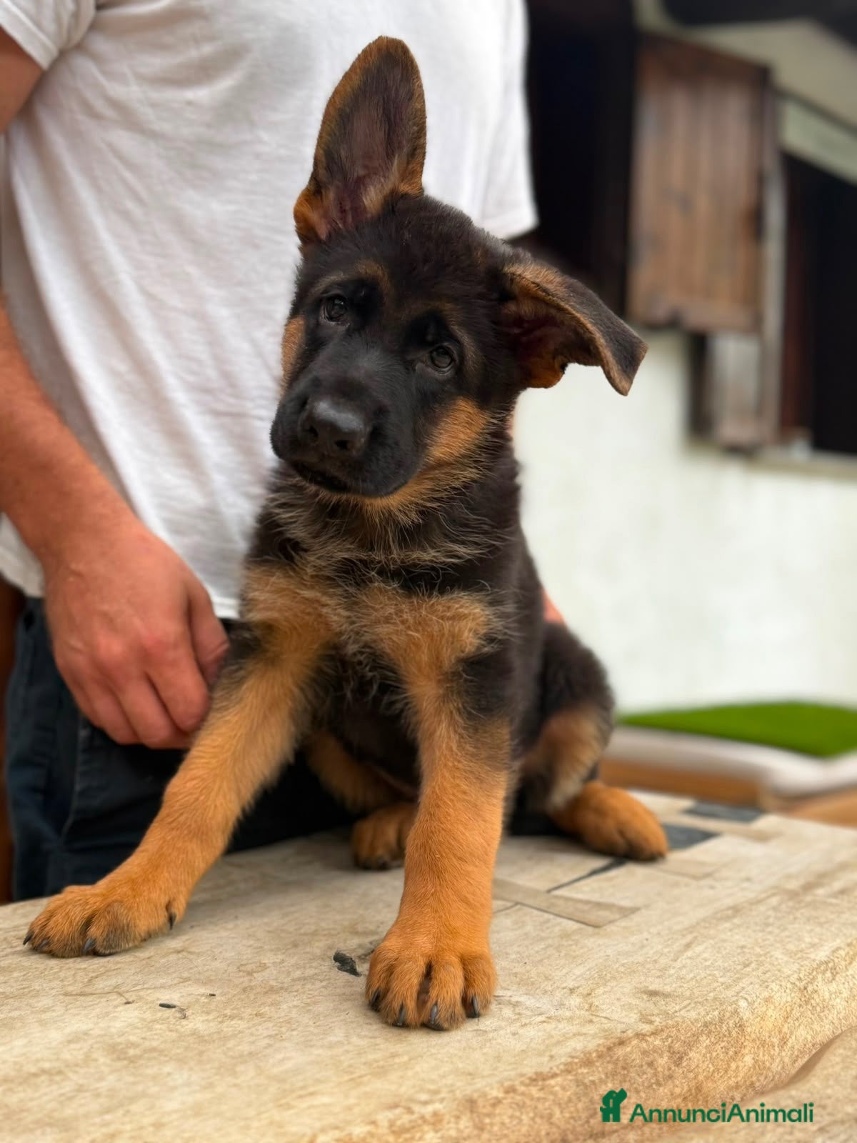 Pastore Tedesco cani Cuccioli pastore tedesco  - Annuncio 6