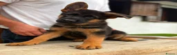 Pastore Tedesco cani in vendita: Cuccioli pastore tedesco  a Provincia di Como - Annuncio 1
