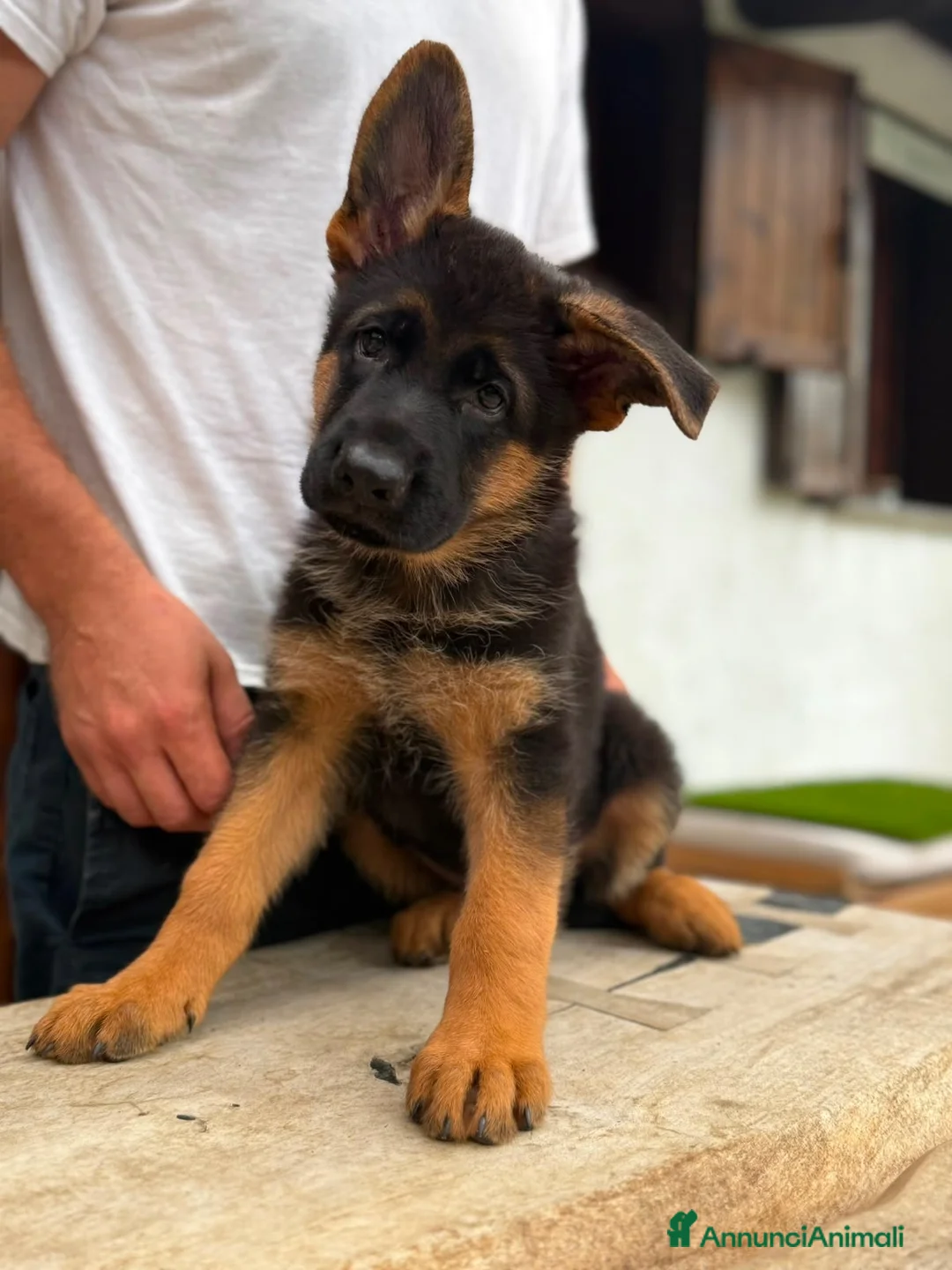 Pastore Tedesco cani in vendita: Cuccioli pastore tedesco  a Provincia di Como - Annuncio 1