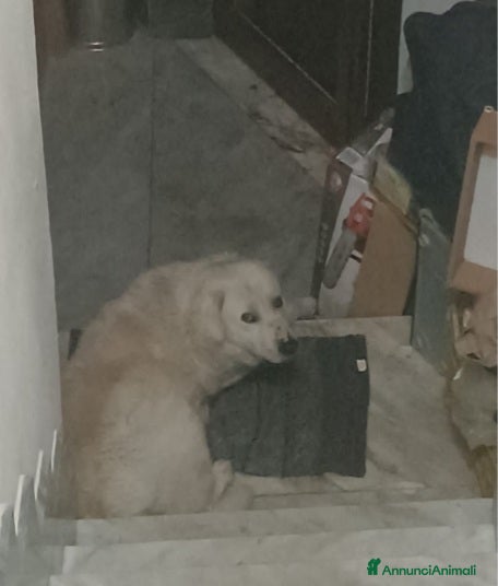 Pastore Maremmano cani Maremmano anziano NN LO VOGLIONO+IN STRADA!CALABRI - Annuncio 1