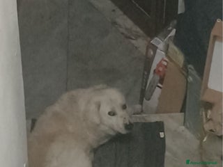 Pastore Maremmano cani Maremmano anziano NN LO VOGLIONO+IN STRADA!CALABRI - Annuncio 1