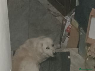 Pastore Maremmano cani Maremmano anziano NN LO VOGLIONO+IN STRADA!CALABRI - Annuncio 15