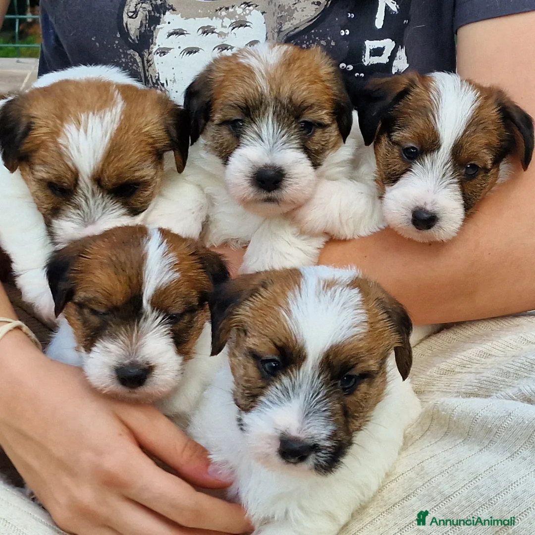 Immagine della galleria {{count}}