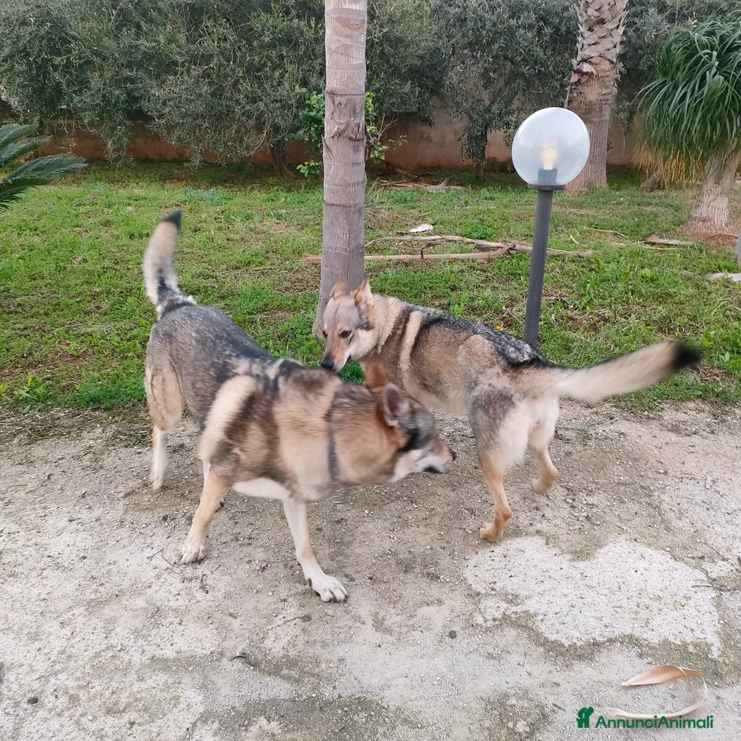 Lupo Cecoslovacco cani in vendita: Cuccioli lupo cecoslovacco  - Annuncio 5