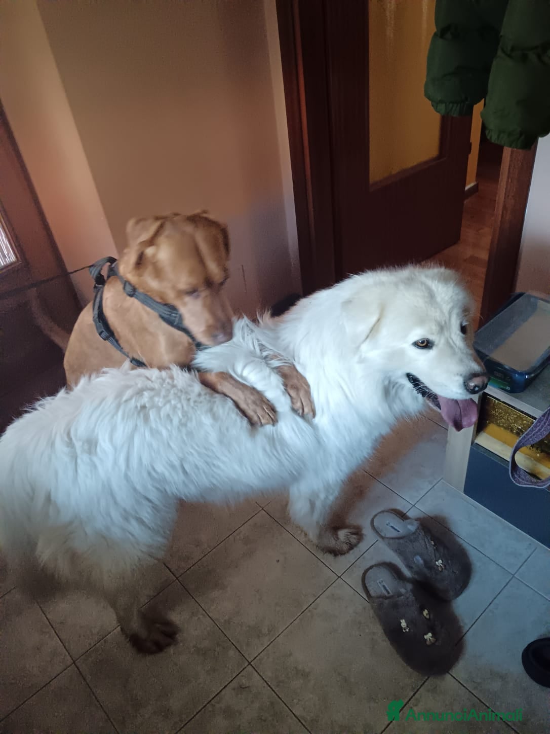 Meticcio cani I Cuccioli bellissimi - Annuncio 1