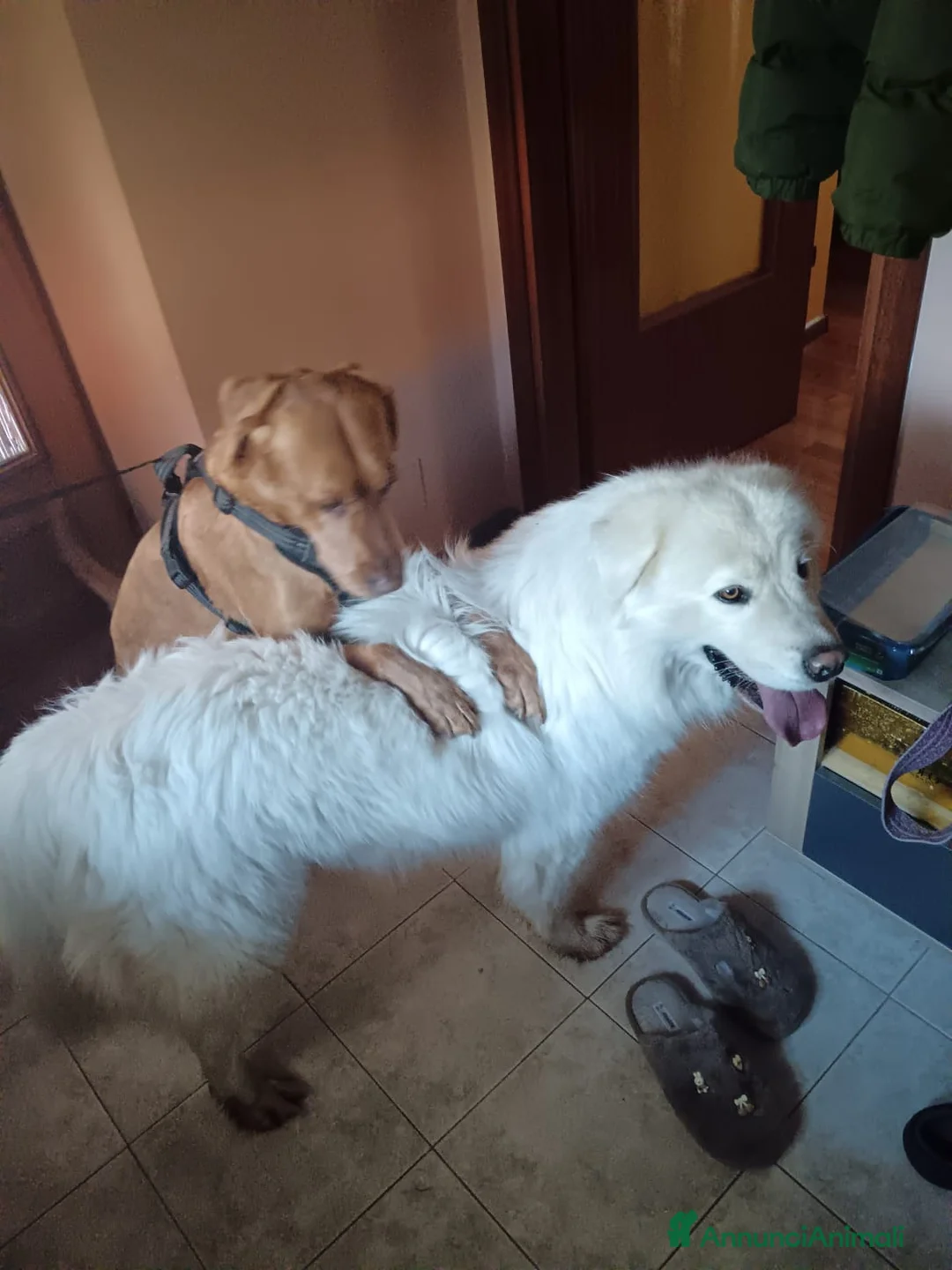 Meticcio cani in vendita: I Cuccioli bellissimi a Ente di decentramento regionale di Udine - Annuncio 1