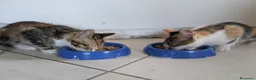Meticcio gatti in regalo: Le sorelline Pica e Tina - Annuncio 10