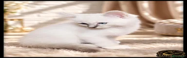Ragdoll 5