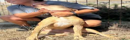 Meticcio cani in regalo: Severino cucciolone 8 mesi cerca casa in adozione - Annuncio 3
