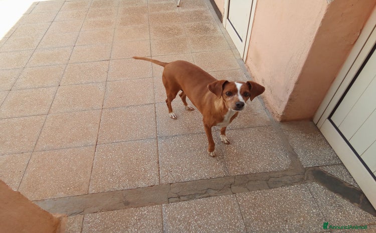 Meticcio cani Meticcio da adottare  - Annuncio 20