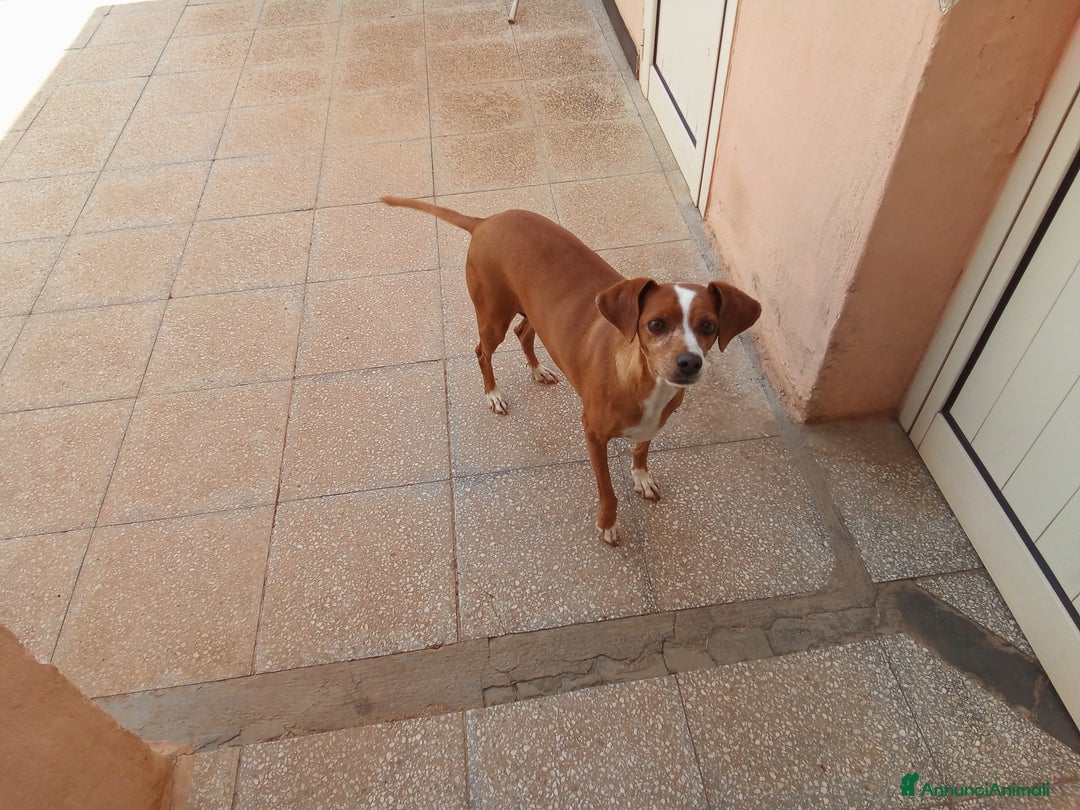 Meticcio cani in regalo: Meticcio da adottare  - Annuncio 1