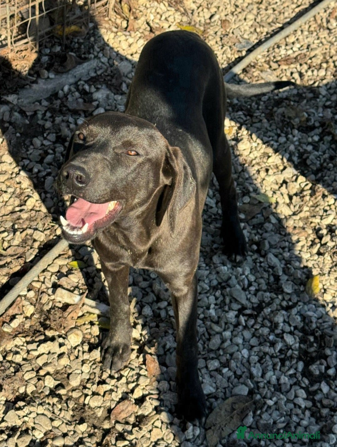 Meticcio cani in regalo: Silvio 6 mesi taglia media  - Annuncio 2