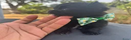 Chihuahua cani in vendita: 2 chihuahua maschi e 2 femmine pedigree enci  - Annuncio 7