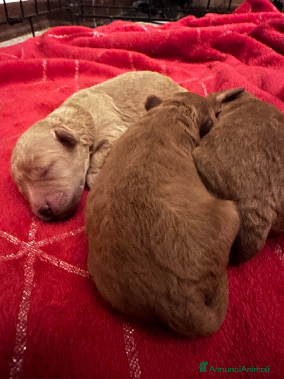 Barbone cani in vendita: Barboncini cuccioli  - Annuncio 5