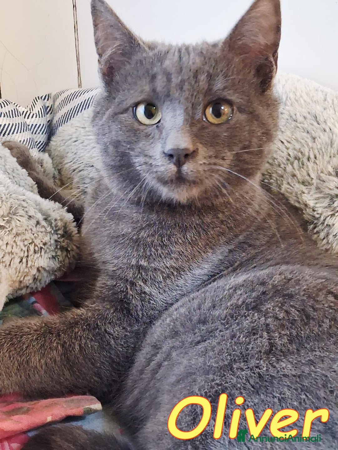 Certosino gatti in regalo: OLIVER SPLENDIDO SIMIL CERTOSINO - Annuncio 6