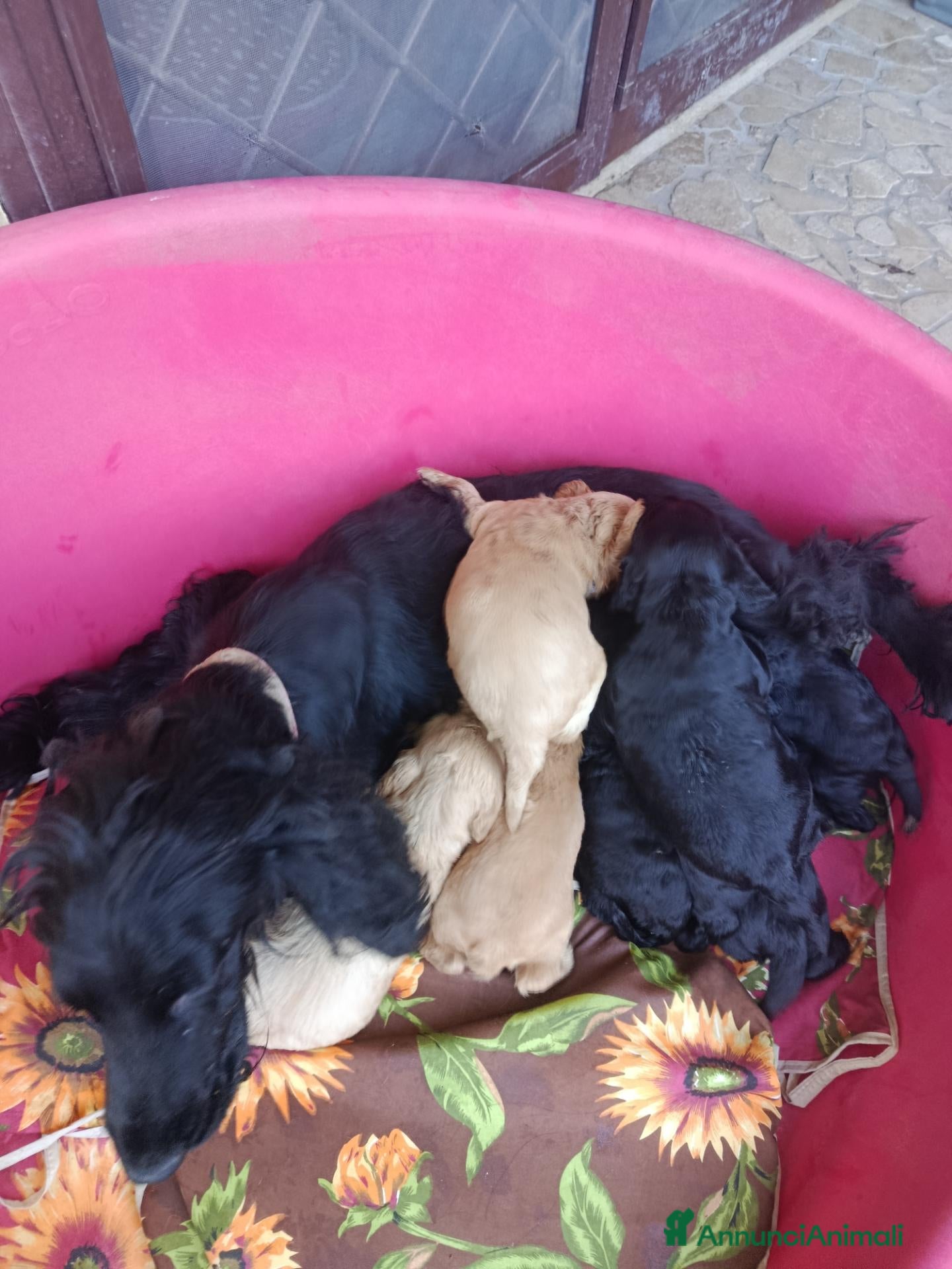 Cocker cani Crocker spaniel Nero  - Annuncio 2