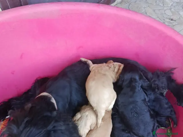 Cocker cani in vendita: Crocker spaniel Nero - Annuncio 2