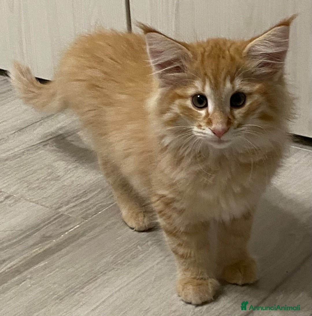 Norvegese gatti in vendita: CUCCIOLI GATTO NORVEGESE DELLE FORESTE - Annuncio 3