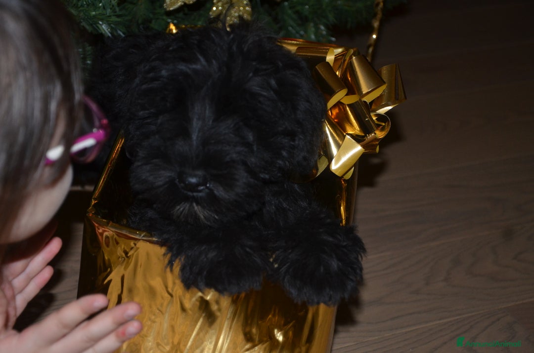 Mini Schnauzer cani in vendita: Cuccioli schnauzer nano - Annuncio 3