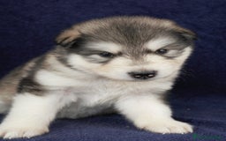 Alaskan Malamute cani in vendita: Cuccioli di alaskan malamute a Provincia di Padova - Immagine 5