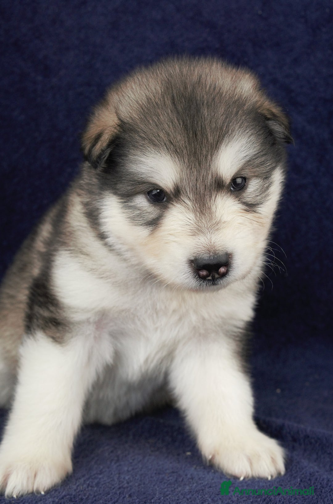Alaskan Malamute cani in vendita: Cuccioli di alaskan malamute a Provincia di Padova - Immagine 5
