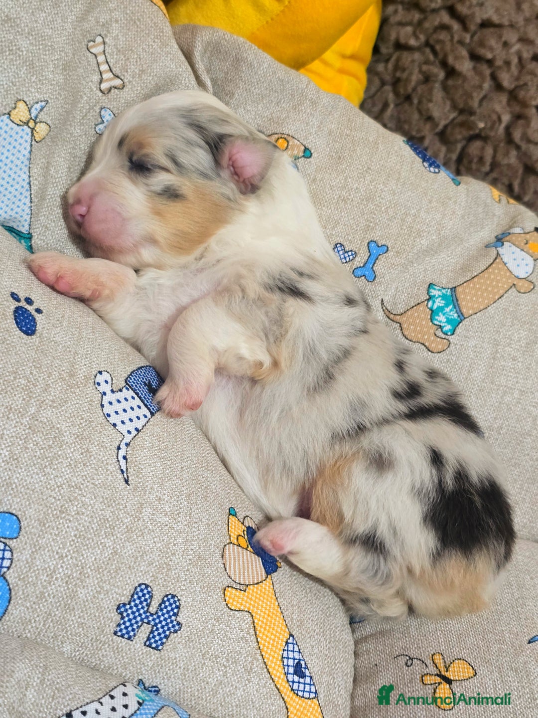 Australian Shepherd cani in vendita: Cucciole di pastore australiano con pedigree ENCI - Annuncio 27