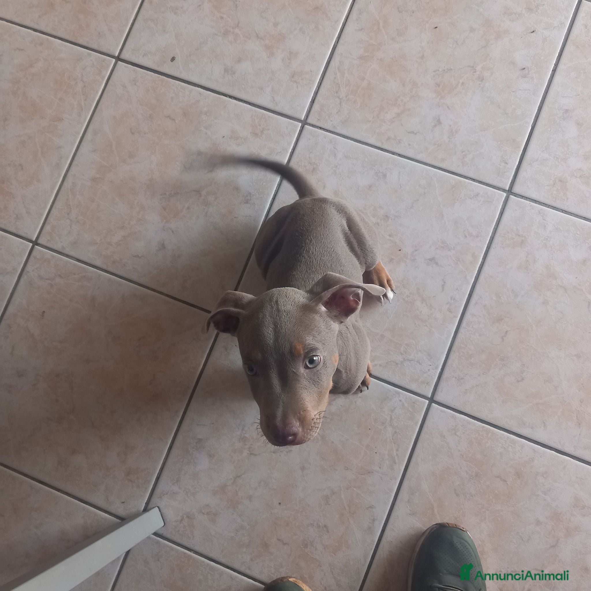 Pitbull cani American pitbull standard ukc - Annuncio 4