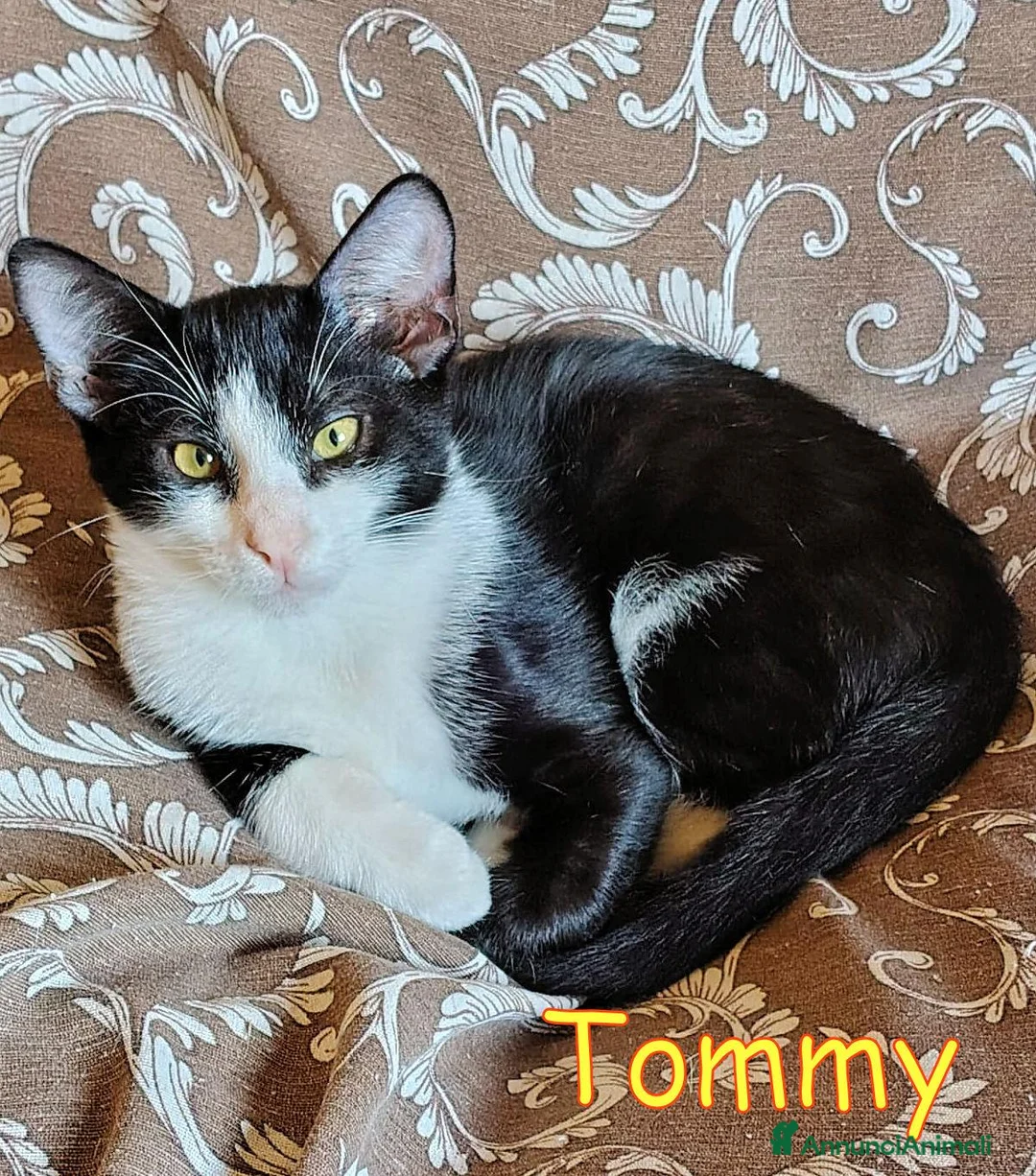 Europeo gatti in regalo: 🖤🧡 TOMMY DOLCE GATTINO CERCA CASA - Annuncio 2