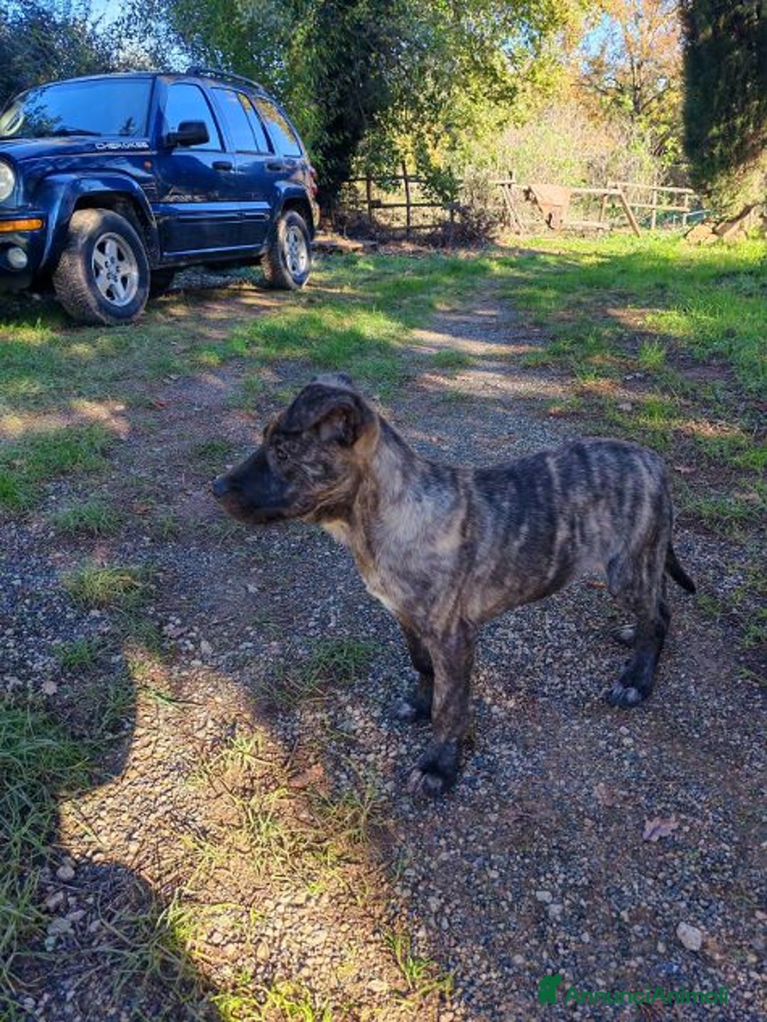 Meticcio cani in regalo: Cucciolo rimasto solo tg media - Annuncio 2