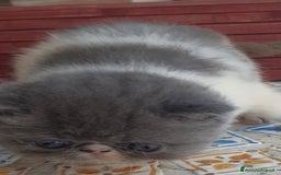 Exotic Shorthair gatti in vendita: Cucciolo esotico maschio 1 mese a Provincia di Pisa - Immagine 1