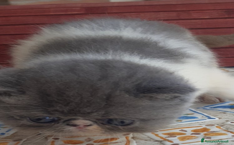 Exotic Shorthair gatti a Provincia di Pisa - Annuncio 6