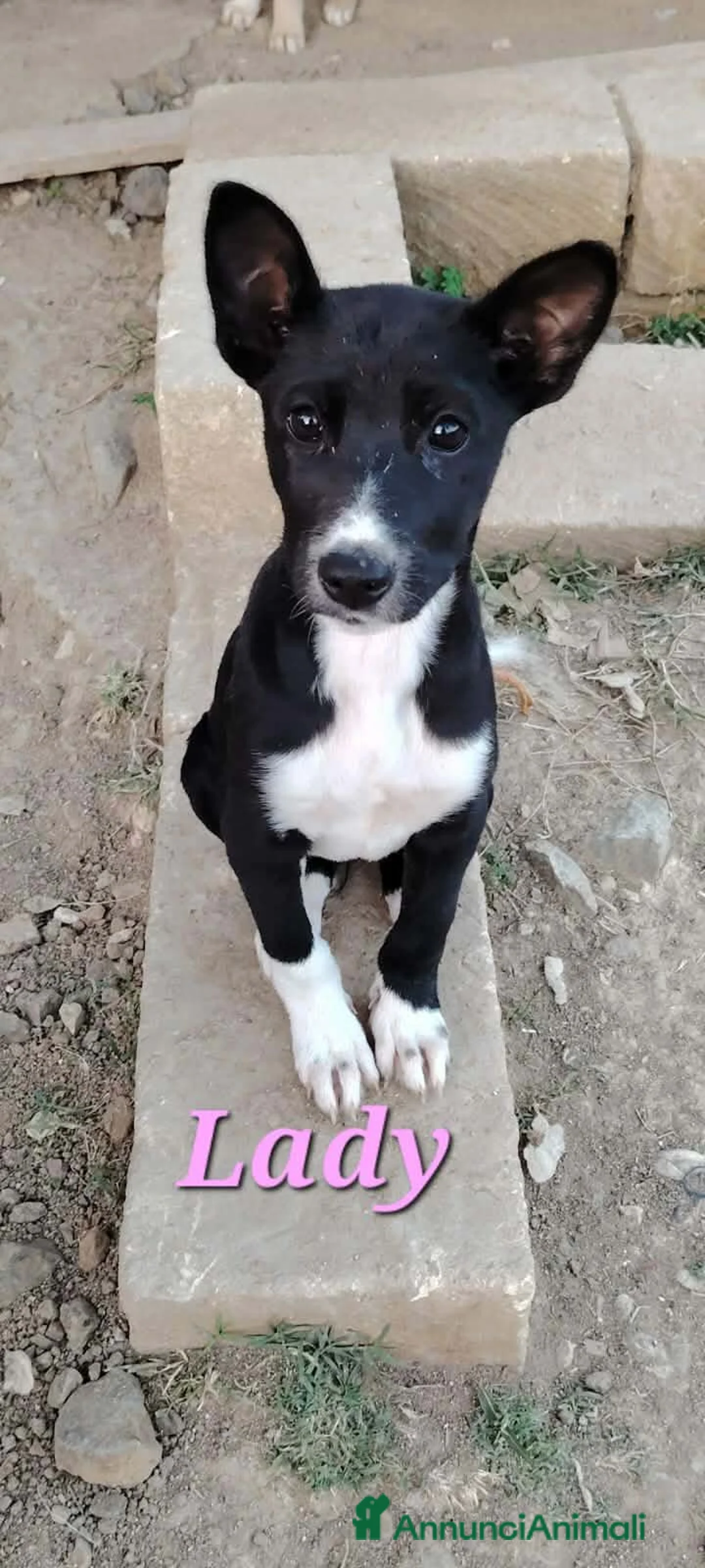 Meticcio cani in regalo: CUCCIOLI LADY E TESEO IN REGALO - Annuncio 5