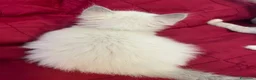 Ragdoll gatti in vendita: Ragdoll maschio - Annuncio 16