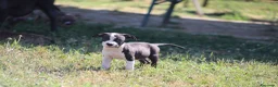 Pitbull cani in vendita: Cuccioli Pit Bull con pedigree anche a rate - Annuncio 33
