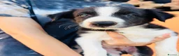 Border Collie cani in vendita: Cuccioli di Border Collie - Annuncio 4