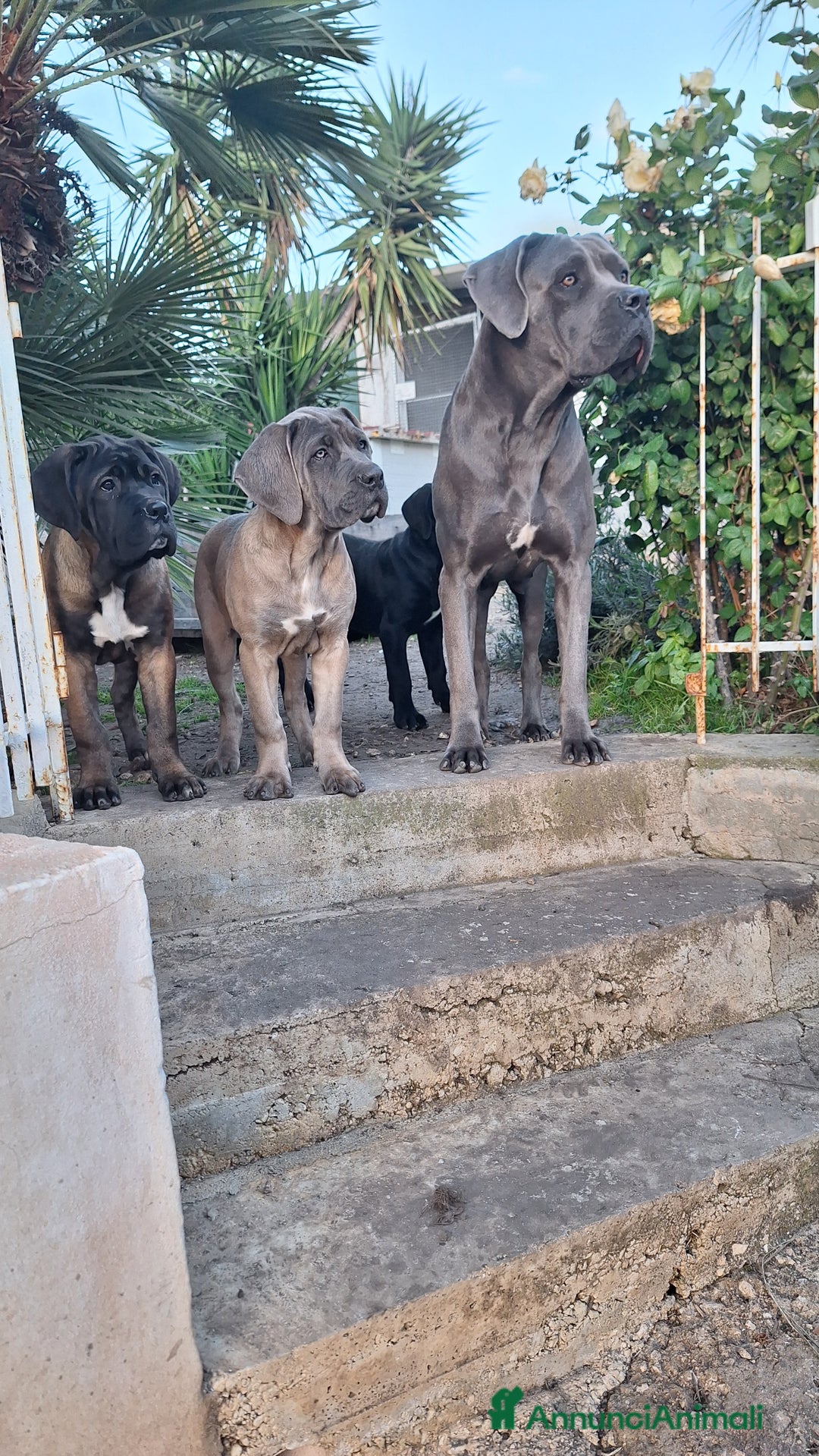 Cane Corso cani in vendita: Cucciole Cane Corso - Annuncio 1