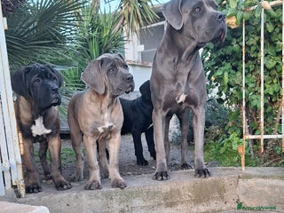 Cane Corso cani Cucciole Cane Corso - Annuncio 1